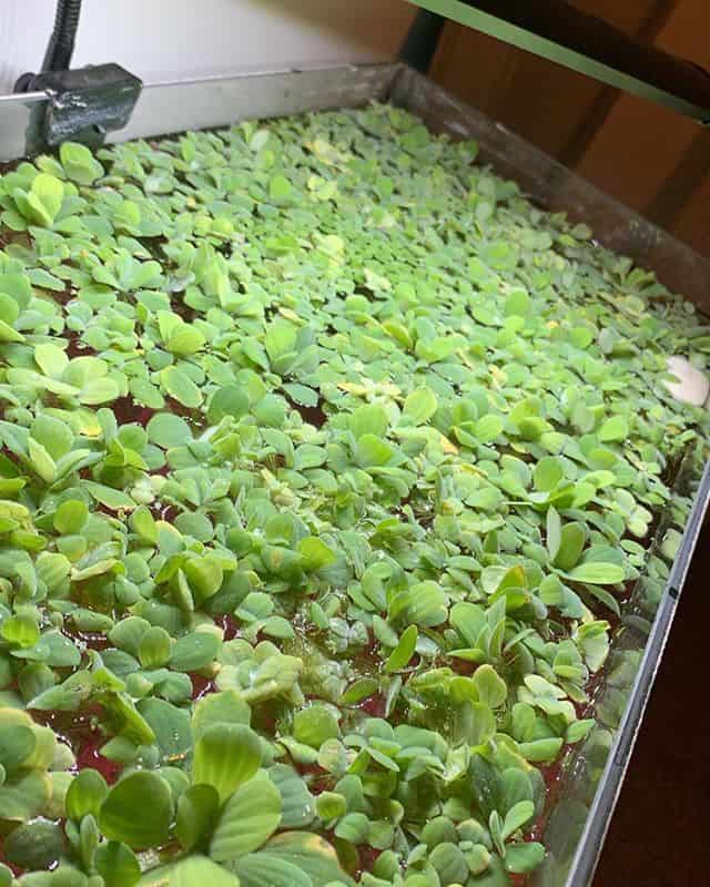 Dwarf Water Lettuce