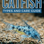 Aquarium Catfish - Types and Care Guides - Pin