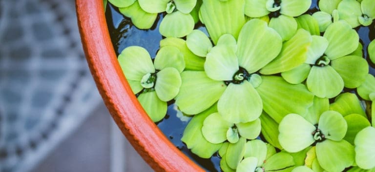 Green plants floating on water