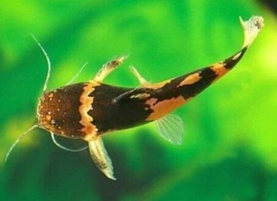 Bumblebee Catfish (Microglanis iheringi)