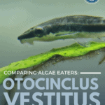 Comparing Algae Eaters: Otocinclus Vestitus vs Vittatus - pin