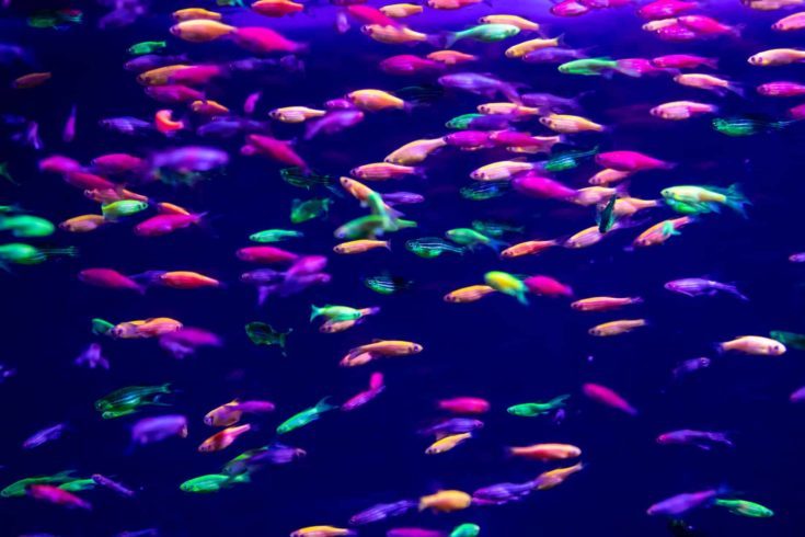 danio rerio fish and neon corals close-up