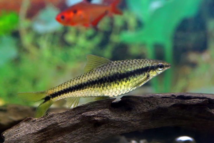 Crossocheilus siamensis. Aquarian fish in an aquarium interior
