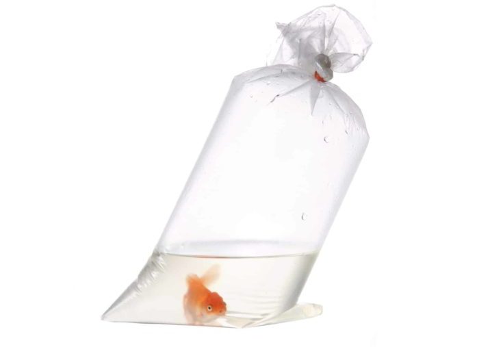 An image of goldfish in plastic package