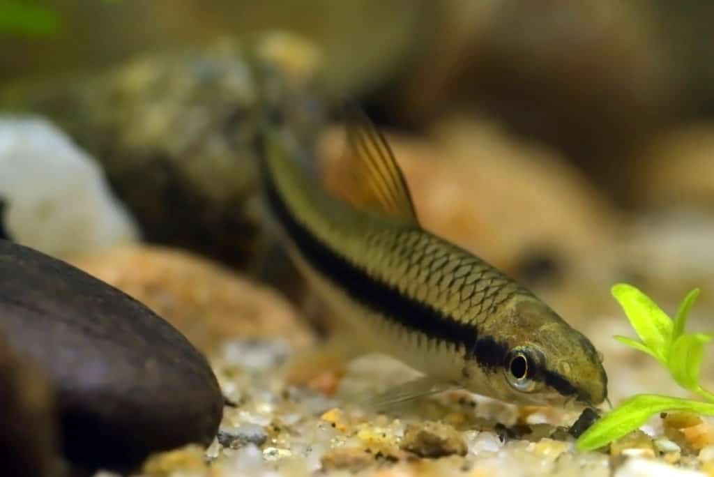 Siamese algae eater in freshwater aquarium