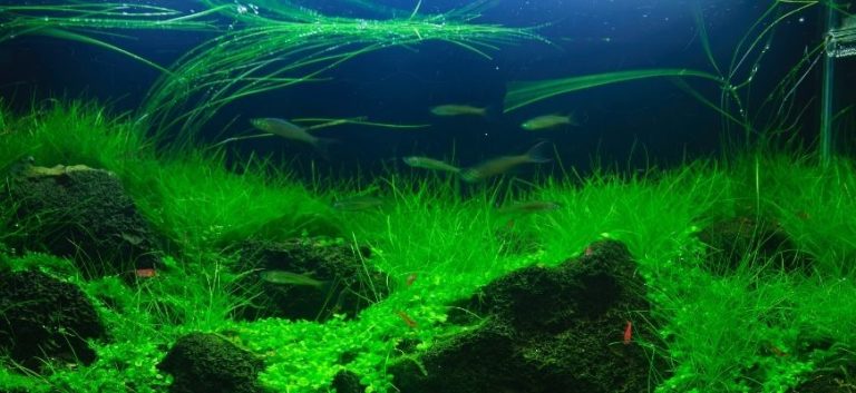 Green Dwarf Hairgrass in the aquarium