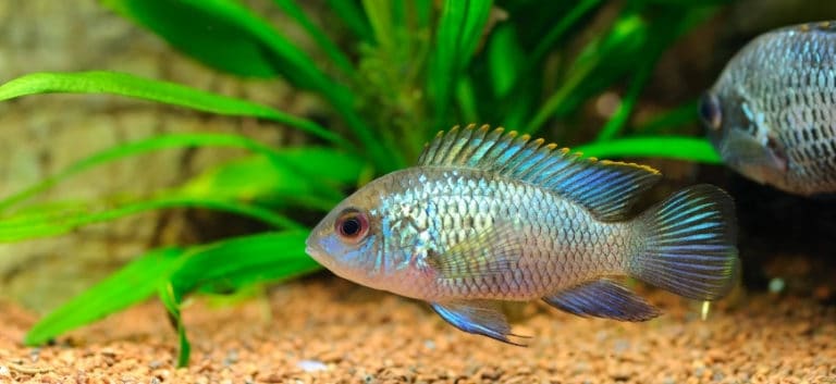 Electric Blue Acara swimming at the bottom with substrate and plants