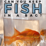 How Long Can You Keep Fish in a Bag? - pin