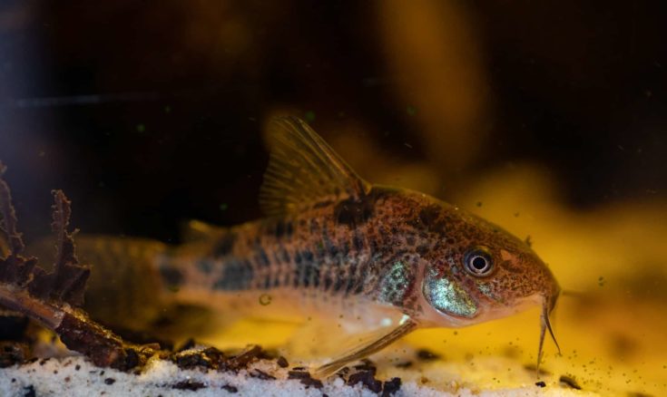 Close up image of a peppered corydorra catfish in an aquarium