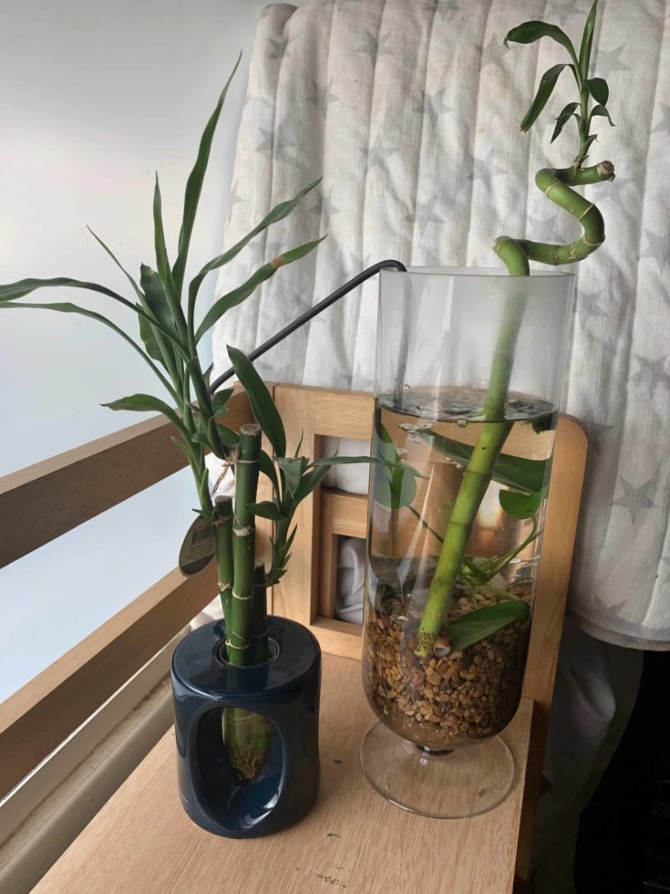 Lucky Bamboo planted in a fish bowl.