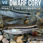 Pygmy Cory vs Dwarf Cory - What's The Difference? - pin