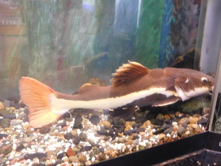 Redtail Catfish (Phractocephalus hemioliopterus)