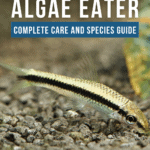 Siamese Algae Eater: Complete Care and Species Guide - Pin