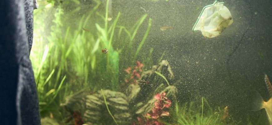 Why Is My Fish Tank Cloudy? Tips To Fix Cloudy Aquarium Water