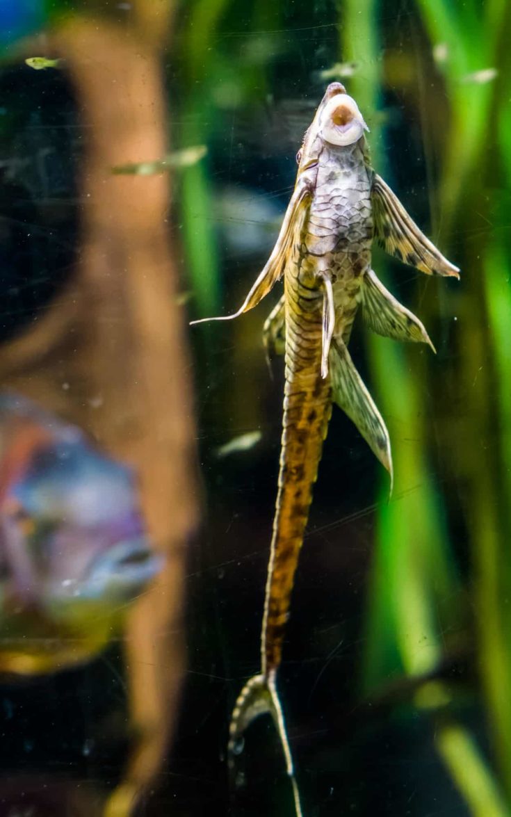 funny twig catfish sucking on the glass of the aquarium, popular pet, tropical fish from the rivers of Mexico