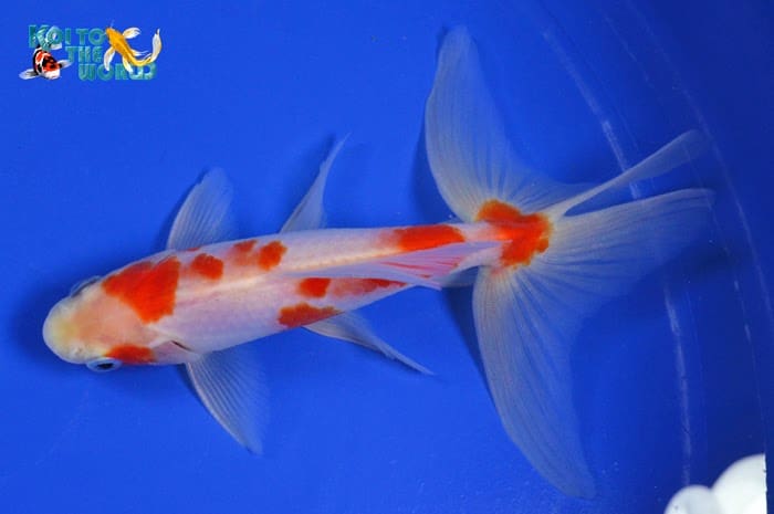Watonai Goldfish swimming in a blue background.