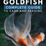 Watonai Goldfish: Complete Guide to Care and Feeding - Pin