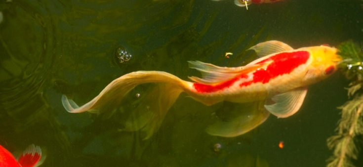 Watonai Goldfish swimming in water.