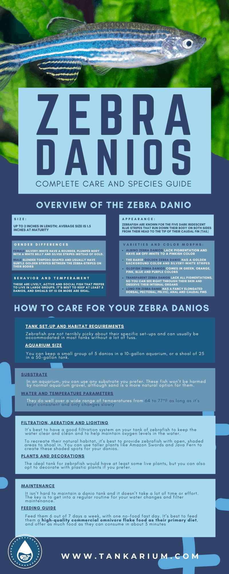Zebra Danios: Complete Care and Species Guide - Infographic