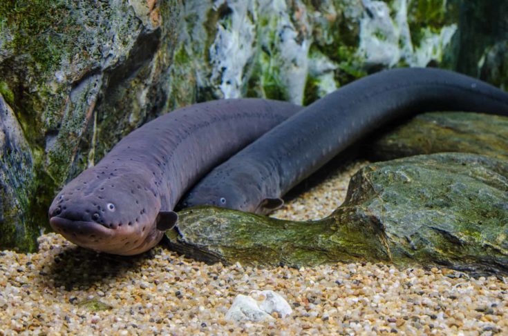Electric eel in Aqua