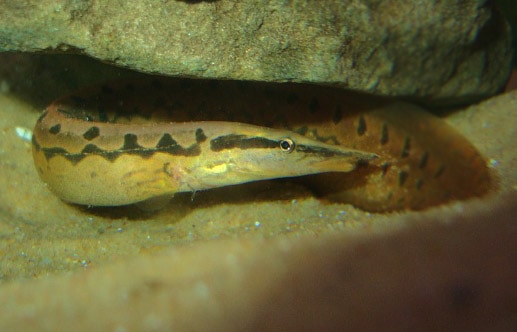 Zig-zag eel (Mastacembelus armatus)