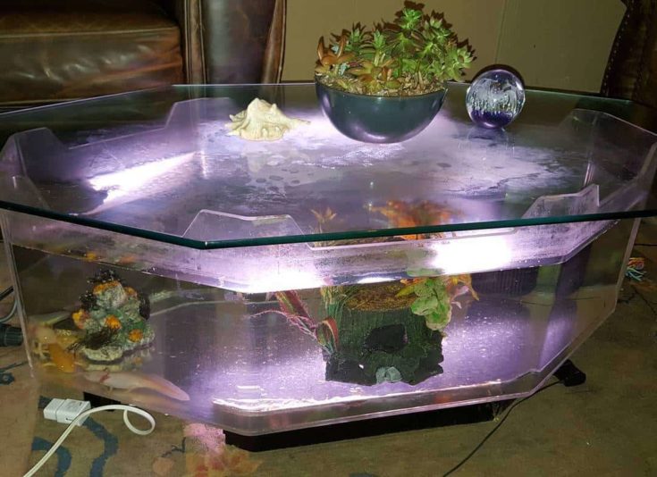 Axolotl Coffee Table Tank