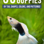 55 Types of Guppies by Tail Shapes, Colors, and Patterns! - Pin
