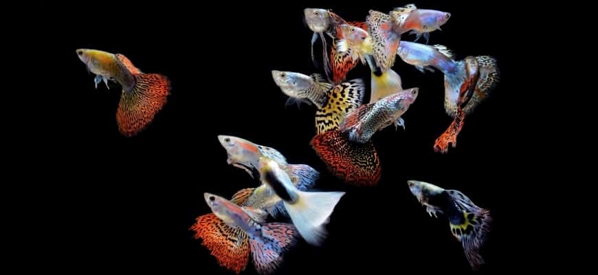 Fishes in black background