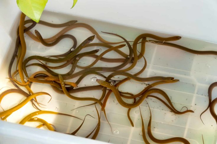 Asian swamp eels (Monopterus albus) for sale in a thai market