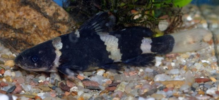 Bumblebee Catfish at the bottom of aquarium with substrate