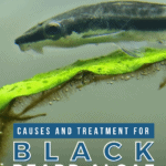 Causes and Treatment for Black Beard Algae in Your Aquarium - pin