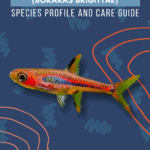 Chili Rasbora (Boraras brigittae) Species Profile and Care Guide - pin