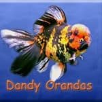 Dandy Orandas logo