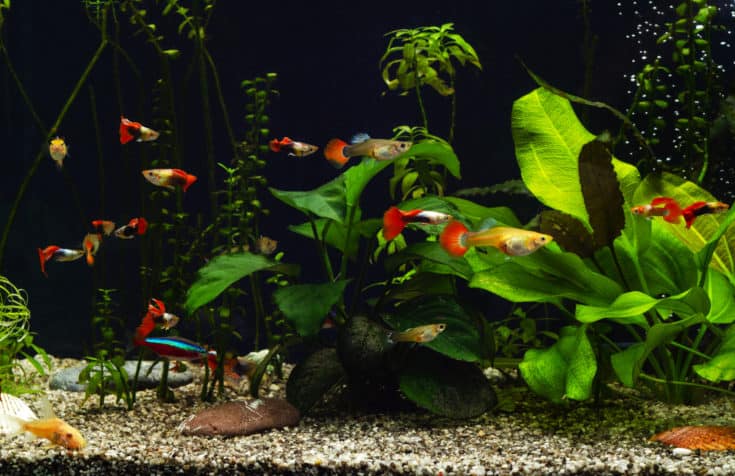 Freshwater aquarium with plants and fancy guppies
