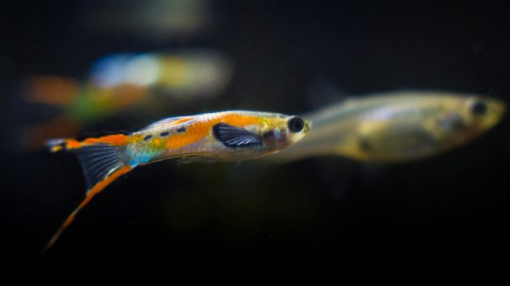freshwater aquarium dwarf fish Guppy endler, Poecilia wingei, bright adult male chase a female in biotope tank, copy space closeup nature image