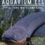 Freshwater Aquarium Eel - Types, Tank Mates and Care - pin