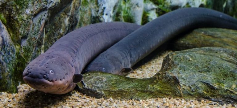 2 Freshwater Aquarium Eels gliding on the substrate with rocks