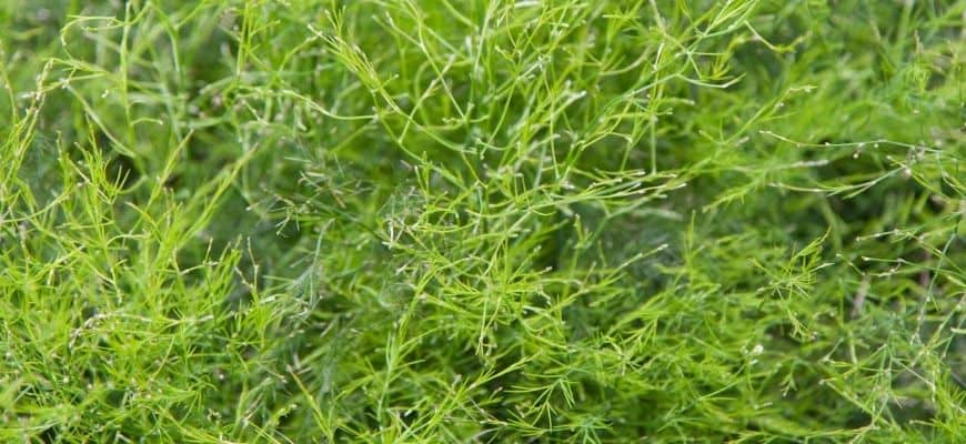 Green Guppy Grasses