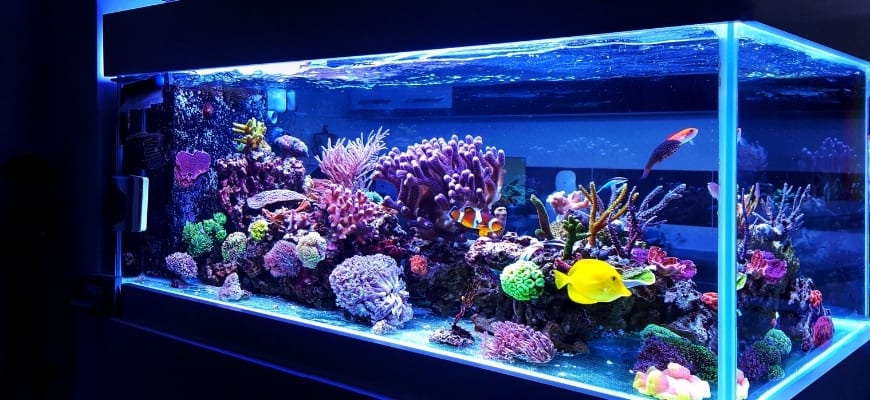 Guide to Choosing a Standard Aquarium By Size, Capacity and Weight