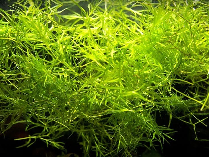 shrimps Nano Aquarium LIMITED TIMES 20 G Water Plants Guppy Grass Najas fish 