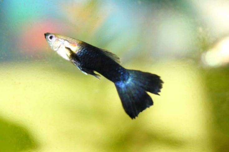 A male guppy (Poecilia reticulata), a popular freshwater aquarium fish Ein männlicher Guppy, (Poecilia reticulata) ein beliebter Süßwasser-Aquarienfisch