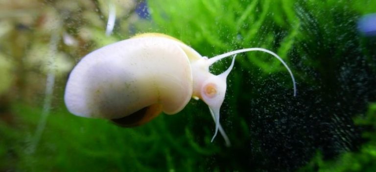 White Snail on the glass of aquarium