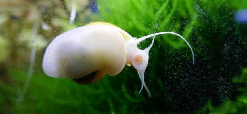 How To Tell If Your Aquarium Snail Is Dead Or Just Sleeping?