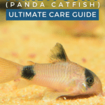 Panda Cory (Panda Catfish) - Ultimate Care Guide - pin
