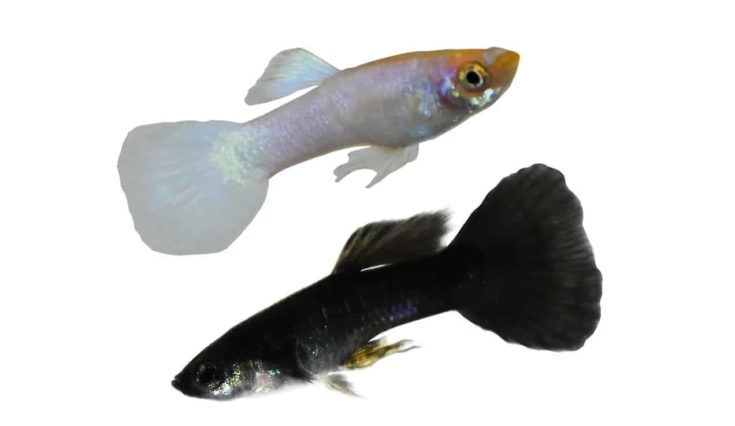 Solid Colored Guppies