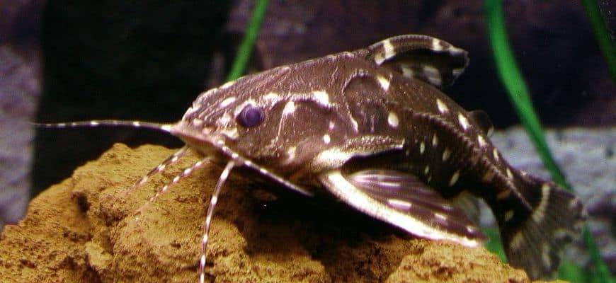 Spotted Raphael Catfish gliding on the rock