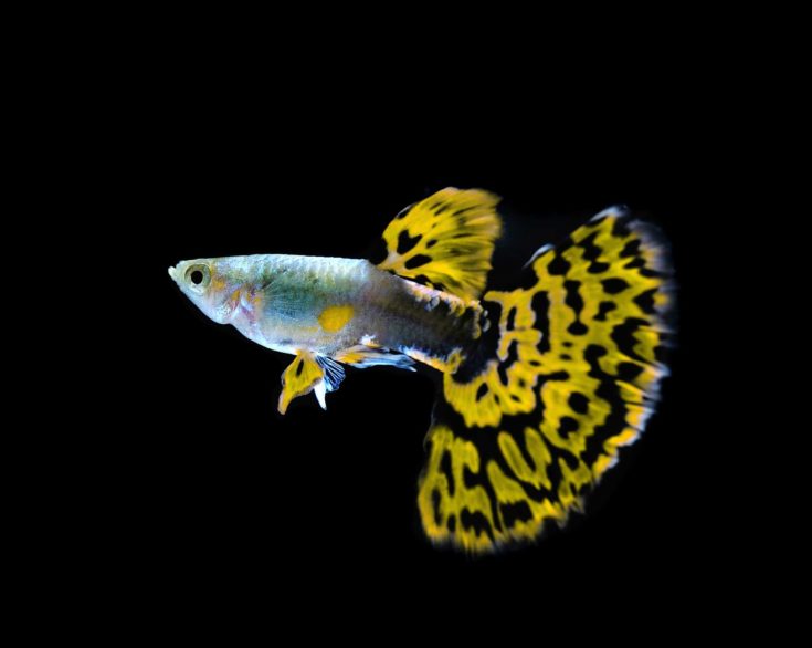 yellow guppy fish swimming isolated on black