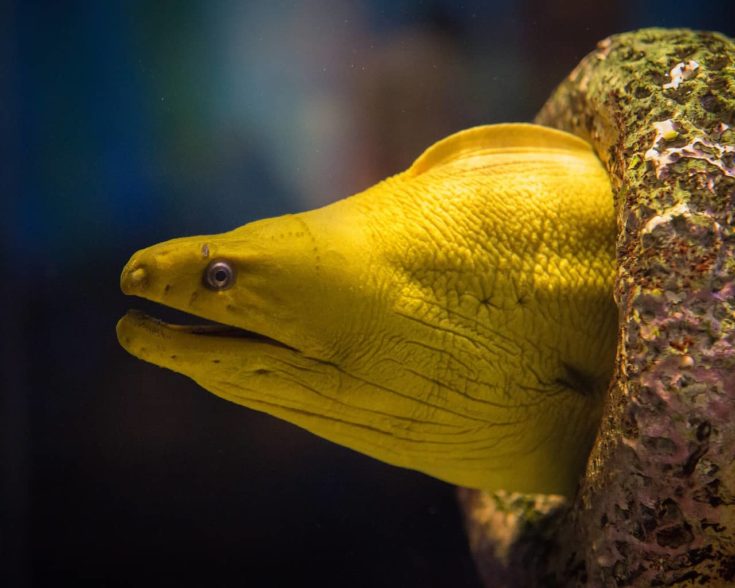 yellow eel