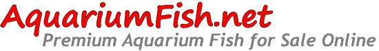 AquariumFish.net logo
