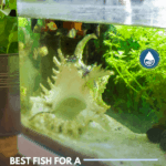 Best Fish for a 5-gallon Tank and How Many Can Fit? - Pin